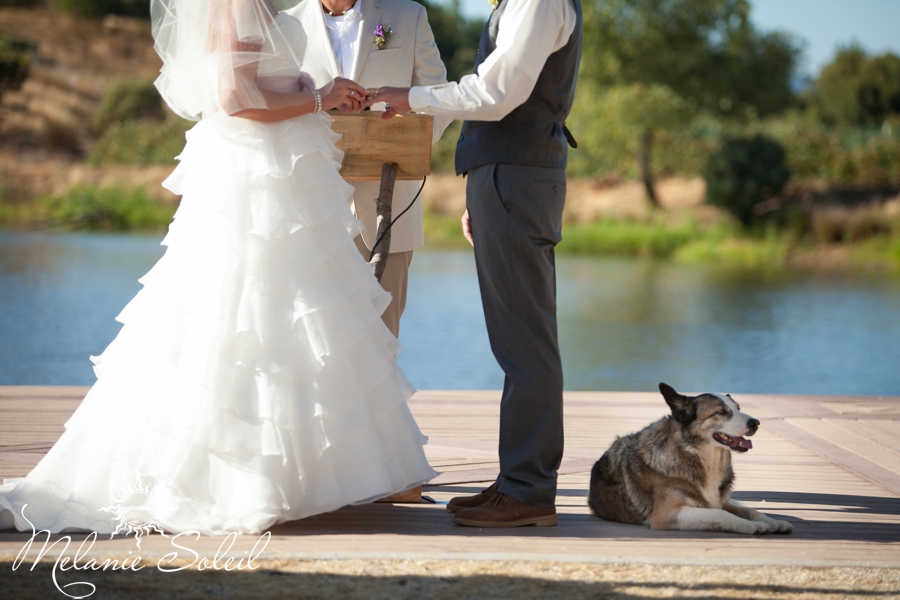 wedding with dog in ceremony