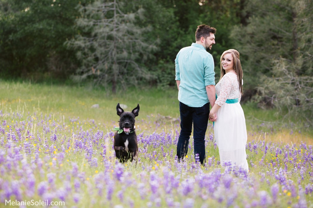 Spring Engagement Session Photos with dog, grass valley, ca