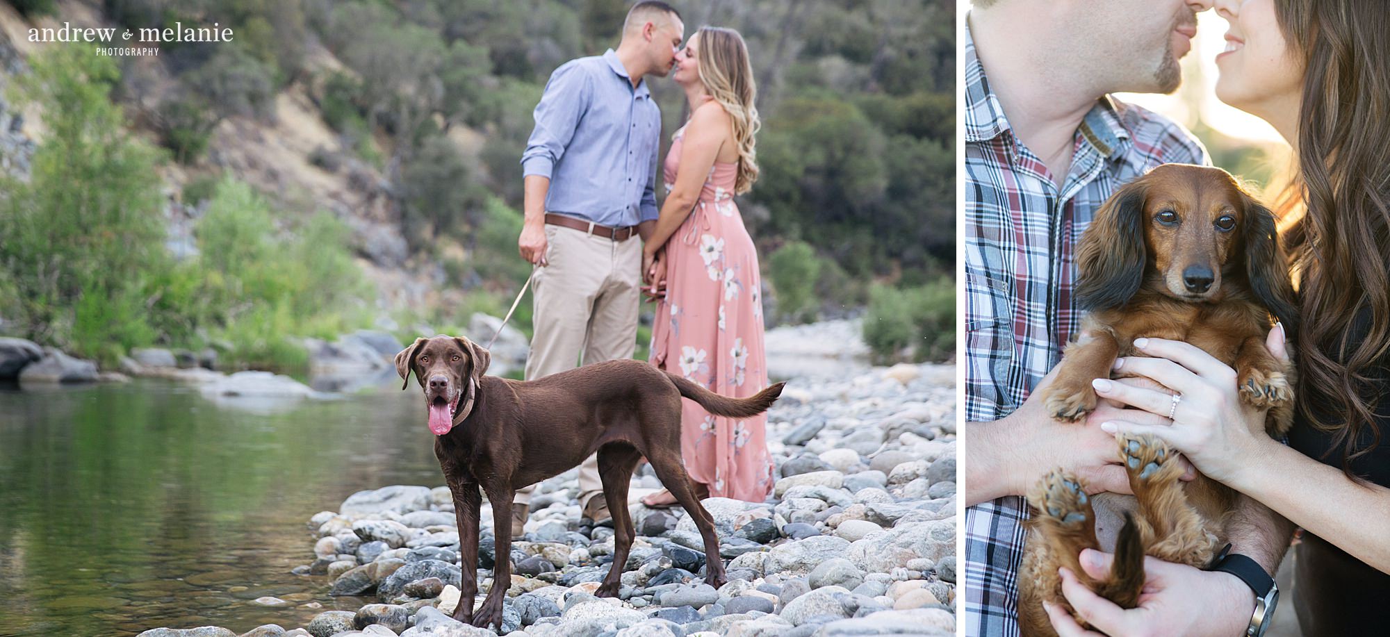 Andrew and Melanie Photography engagement session highlights with dogs