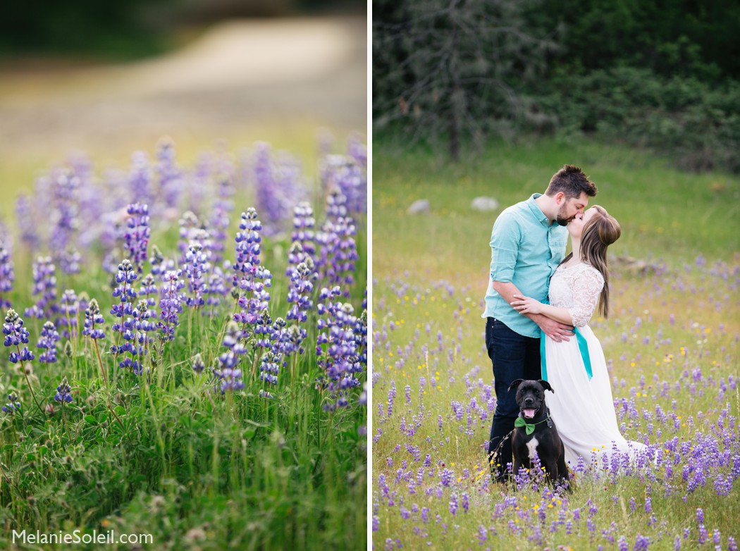 Spring Engagement Session Photos, Grass Valley, CA