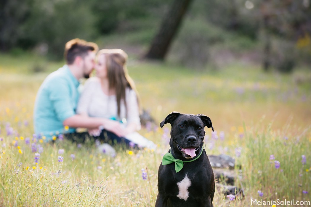 Spring Engagement Session Photos, Grass Valley, CA